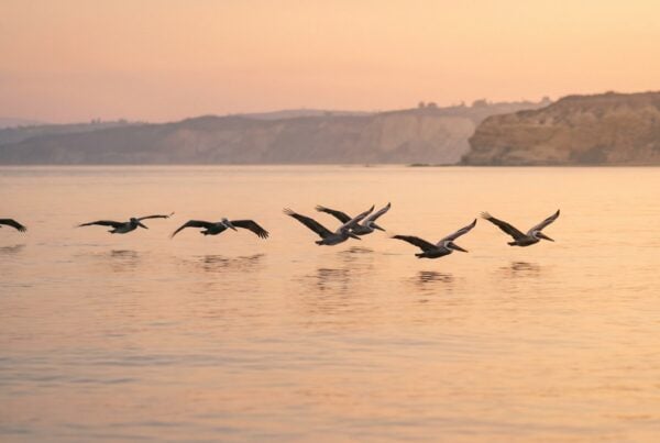 Pelicans gliding in formation over calm water at first light symbolizing safe guided passage instead of quitting cold turkey