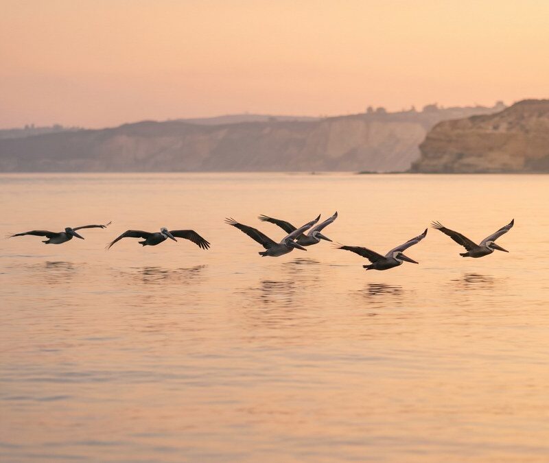 Pelicans gliding in formation over calm water at first light symbolizing safe guided passage instead of quitting cold turkey