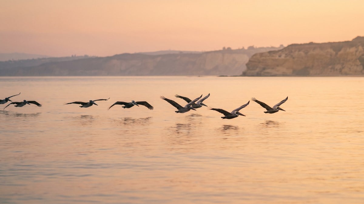 Pelicans gliding in formation over calm water at first light symbolizing safe guided passage instead of quitting cold turkey